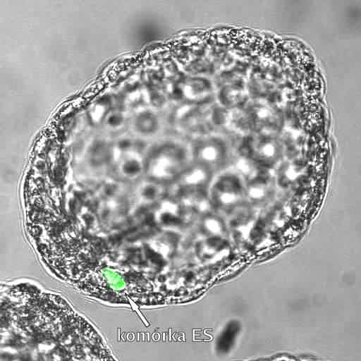 Komórka ES (GFP+) w węźle zarodkowym