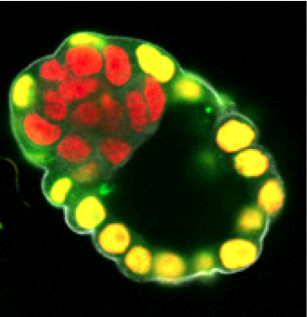 lokalizacja białka Cdx2 w blastocyście myszy