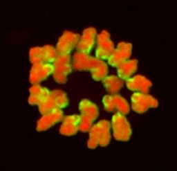  Białko Cdc6 na chromosomach metafazy II podziału mejotycznego oocytu myszy