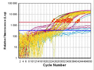 Inny przykład, wzrost ilości produktów PCR po kolejnych cyklach 