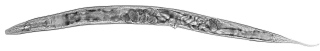 Nicień C. elegans